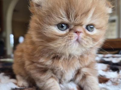 Sunny - Persian - Gallery Photo #1