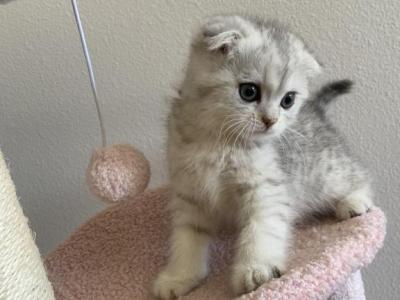 Scottish Fold Tabby Kitten - Scottish Fold - Gallery Photo #1