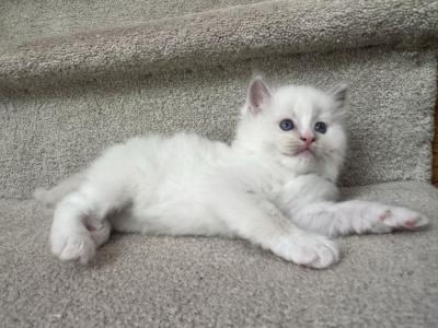 Pickle - Ragdoll - Gallery Photo #1