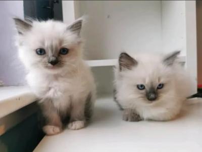 Ragdoll Kittens For You - Ragdoll - Gallery Photo #1