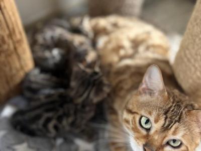 Lana - Bengal - Gallery Photo #1
