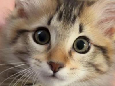 Dotty - Norwegian Forest - Gallery Photo #1