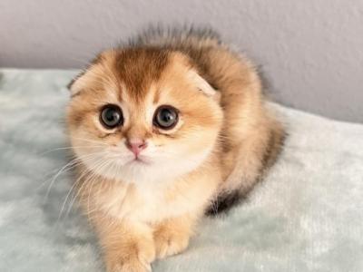 Scottish Fold Girl Layla Golden Color - Scottish Fold - Gallery Photo #1