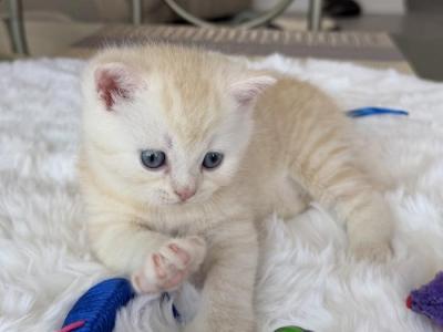 Peach - Scottish Straight - Gallery Photo #1