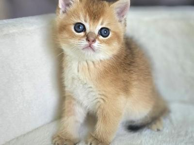 British Male - British Shorthair - Gallery Photo #1