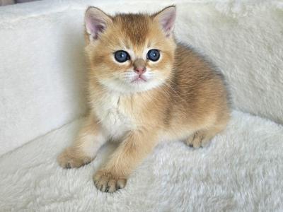 Brittish Straight 2 - British Shorthair - Gallery Photo #1