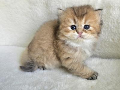 Scottish Fold 1 - Scottish Fold - Gallery Photo #1