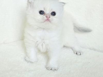 Scottish Fold White - Scottish Fold - Gallery Photo #1