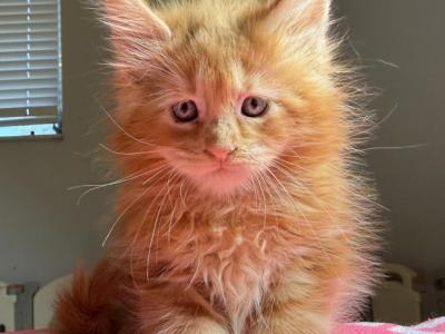 Desi - Maine Coon - Gallery Photo #1