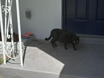 Gato - Bombay - Gallery Photo #1