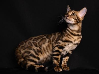 Bengal Fashion Kitten - Bengal - Gallery Photo #1