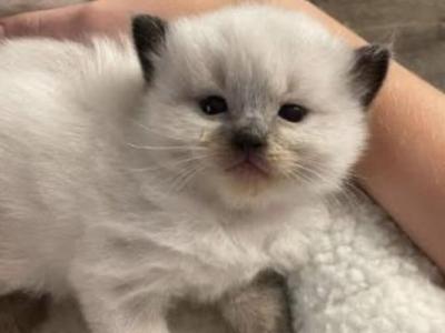 Ragdoll - Ragdoll - Gallery Photo #1