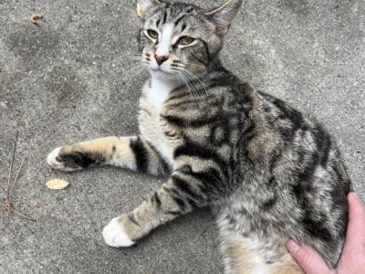 Kurtis - Domestic - Gallery Photo #1