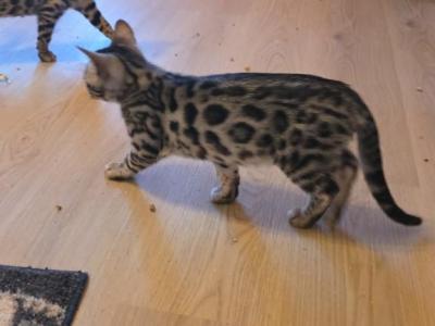 Stone And Steele - Bengal - Gallery Photo #1