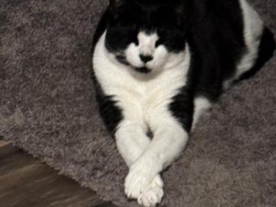 Geddy - Domestic - Gallery Photo #1