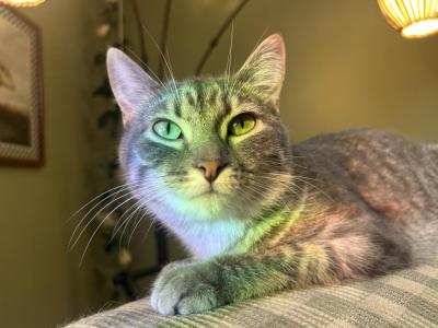 Biscuit - American Shorthair - Gallery Photo #1