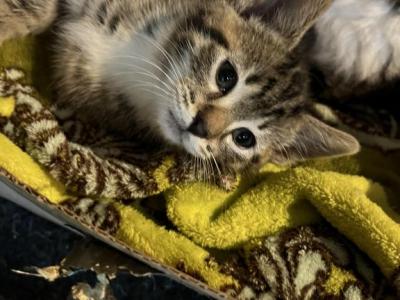 Grumpy - Domestic - Gallery Photo #1