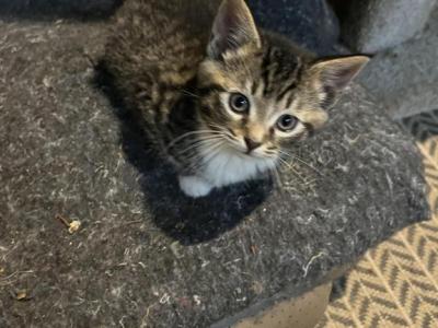 Rounds - Domestic - Gallery Photo #1