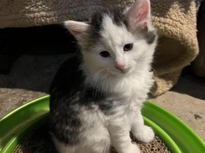 Curly - Domestic - Gallery Photo #1