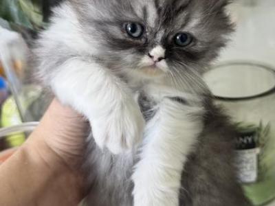 Babys Persian - Persian - Gallery Photo #1
