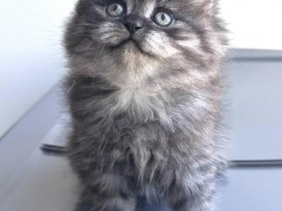 Babys Persian 2 - Persian - Gallery Photo #1