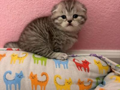 Grayson - Scottish Fold - Gallery Photo #1