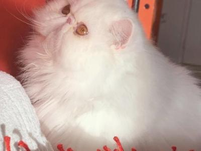 Solid White Female Persian - Persian - Gallery Photo #1
