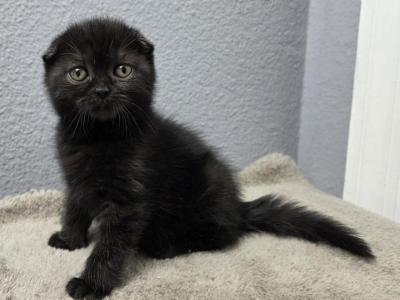 Ellis - Scottish Fold - Gallery Photo #1