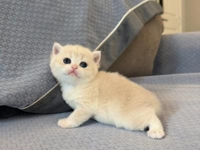 Lilac Golden Cute Girl - British Shorthair - Gallery Photo #1