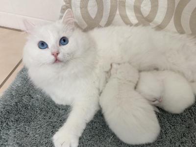 White Girl 2 - Ragdoll - Gallery Photo #1