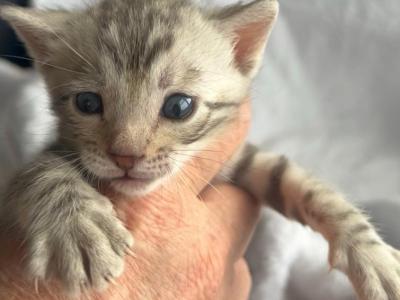 Silver Girl - Bengal - Gallery Photo #1