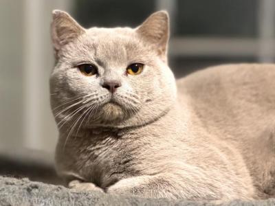 Slade - British Shorthair - Gallery Photo #1