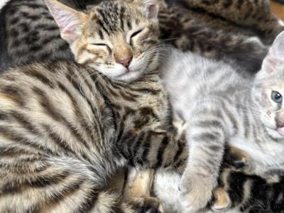 Jupiters Kitties - Bengal - Gallery Photo #1