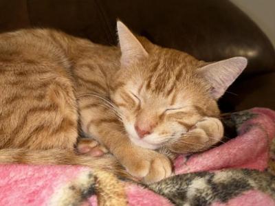 Oscar - American Shorthair - Gallery Photo #1