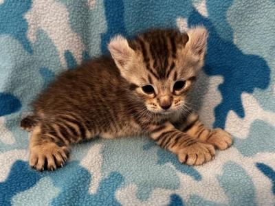 Highlander Kity 2p - Highlander - Gallery Photo #1