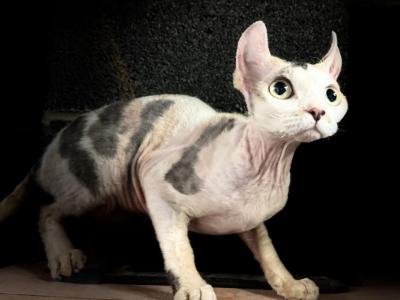 Gingerline - Devon Rex - Gallery Photo #1