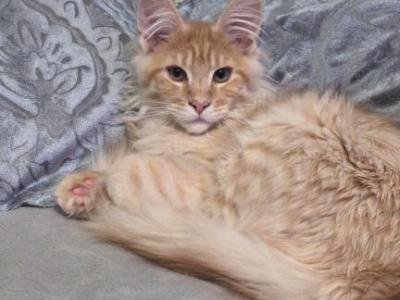 Marcus - Maine Coon - Gallery Photo #1