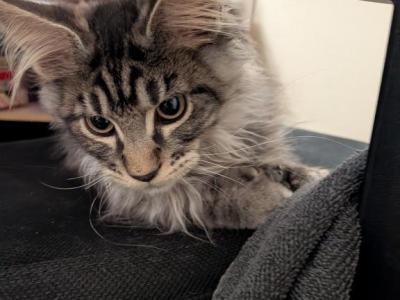 Jeff - Maine Coon - Gallery Photo #1