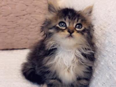 Cuteness - Ragdoll - Gallery Photo #1