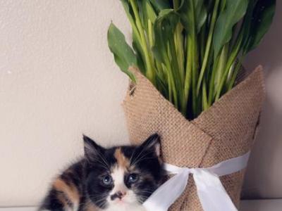 Such Sweetness - Domestic - Gallery Photo #1