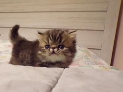 Ariel - Persian - Gallery Photo #1