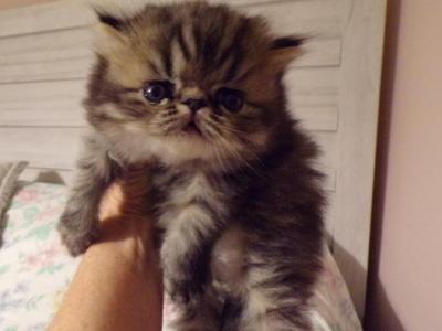 Ariel - Persian - Gallery Photo #1