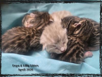 Lilly Litter - Bengal - Gallery Photo #1