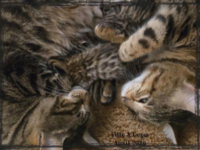 VEYA Litter - Bengal - Gallery Photo #1