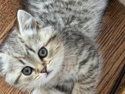 Marx - Scottish Straight - Gallery Photo #1