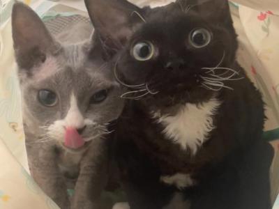 Black Tuxedo Devon Rex - Devon Rex - Gallery Photo #1