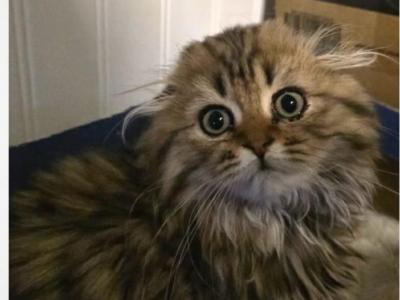 Tony - Scottish Fold - Gallery Photo #1