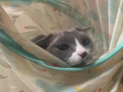 Devon Rex Blue Tuxedo - Devon Rex - Gallery Photo #1