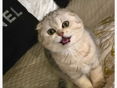 Mikka - Scottish Fold - Gallery Photo #1