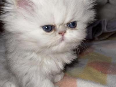 Chinchilla Persian Female - Persian - Gallery Photo #1